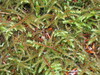 benno61 > Sol Duc >  IMG_6669