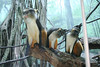 benno61 > Bronx Zoo >  IMG_7610