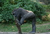 benno61 > Bronx Zoo >  IMG_7615