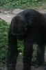 benno61 > Bronx Zoo >  IMG_7623
