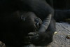 benno61 > Bronx Zoo >  IMG_7636