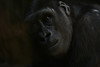 benno61 > Bronx Zoo >  IMG_7644