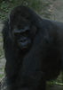 benno61 > Bronx Zoo >  IMG_7661