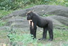 benno61 > Bronx Zoo >  IMG_7669