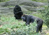 benno61 > Bronx Zoo >  IMG_7670