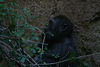 benno61 > Bronx Zoo >  IMG_7680