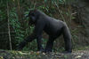 benno61 > Bronx Zoo >  IMG_7685