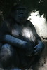 benno61 > Bronx Zoo >  IMG_7693