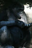 benno61 > Bronx Zoo >  IMG_7696