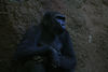 benno61 > Bronx Zoo >  IMG_7701