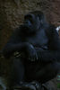 benno61 > Bronx Zoo >  IMG_7702